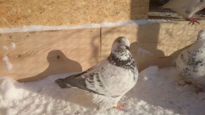 10893652_364215473750639_529495741_n - Americani GIANT HOMER