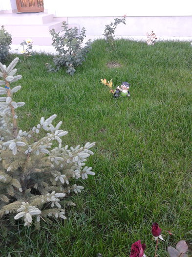 20141019_173906; Bradutul meu dupa un an
