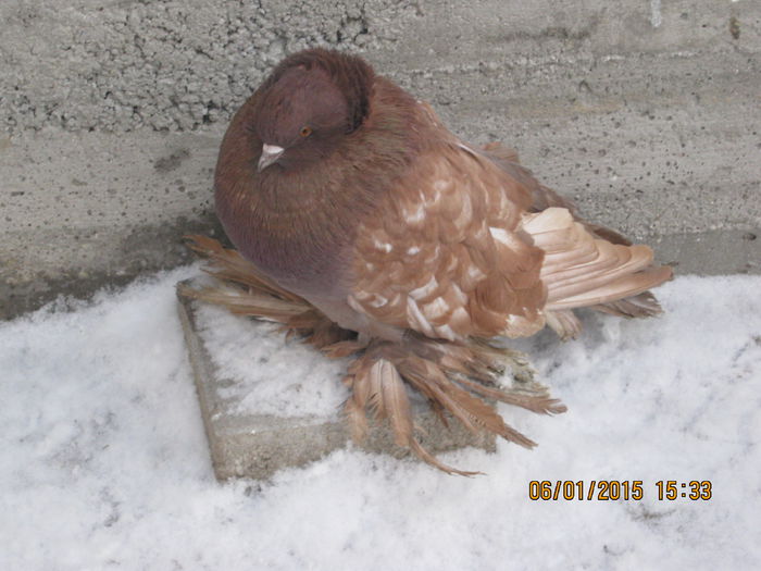 IMG_0050 - Matca pentru 2015