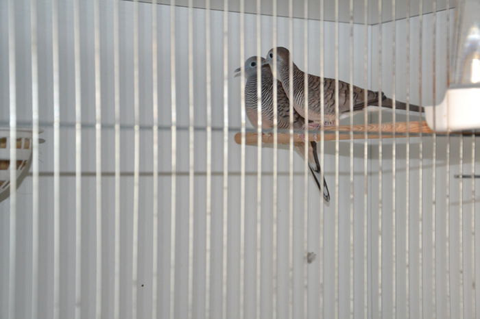 DSC_0018 - TURTURELE ZEBRA - ZEBRA DOVE