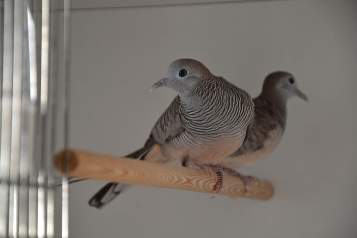 DSC_0088 - TURTURELE ZEBRA - ZEBRA DOVE