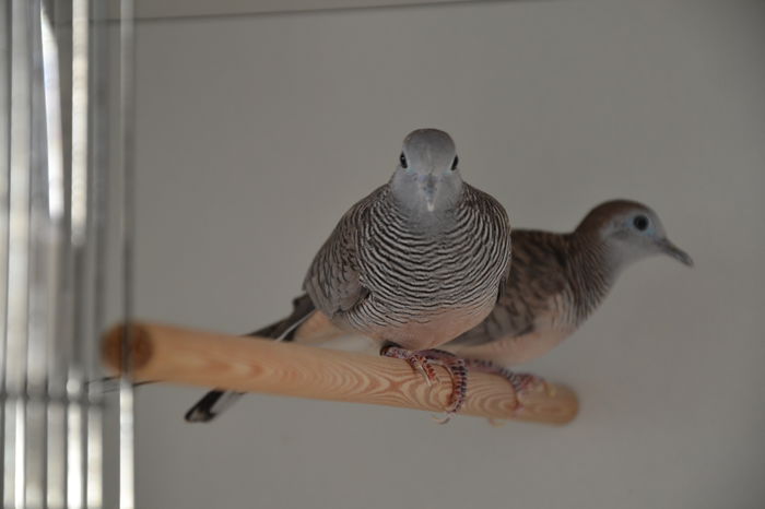 DSC_0089 - TURTURELE ZEBRA - ZEBRA DOVE