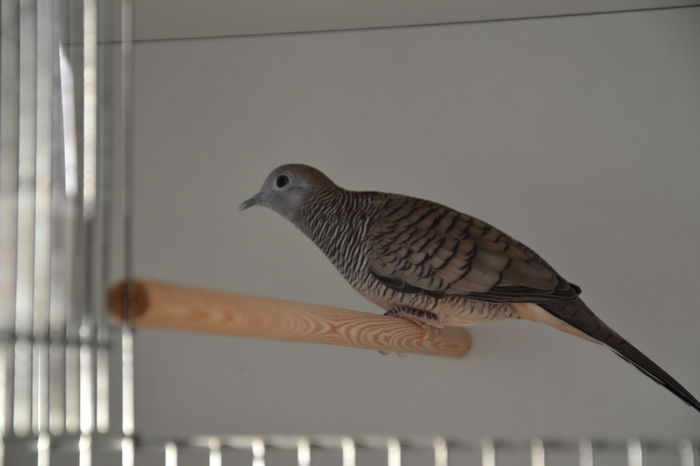 DSC_0096 - TURTURELE ZEBRA - ZEBRA DOVE