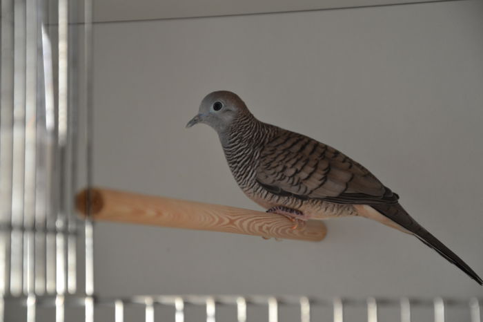 DSC_0097 - TURTURELE ZEBRA - ZEBRA DOVE