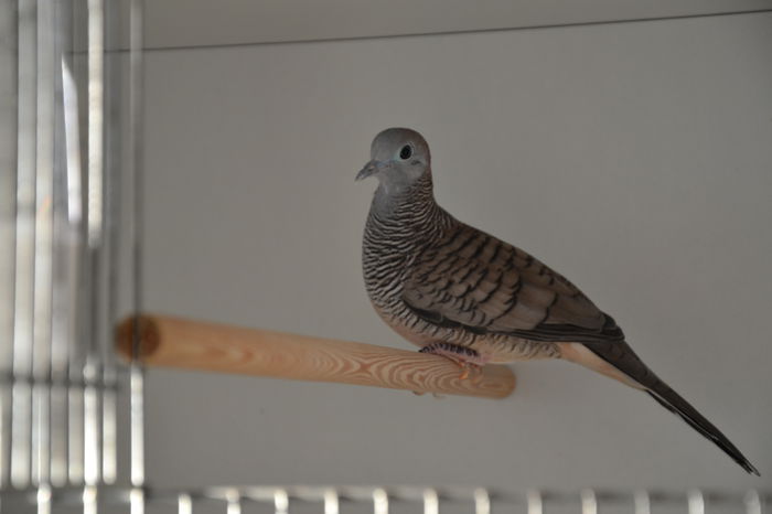 DSC_0098 - TURTURELE ZEBRA - ZEBRA DOVE