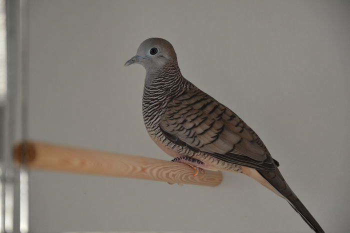 DSC_0102 - TURTURELE ZEBRA - ZEBRA DOVE