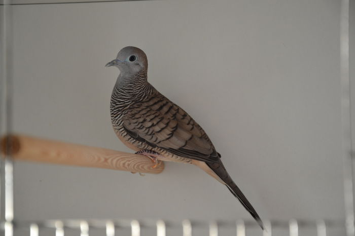 DSC_0106 - TURTURELE ZEBRA - ZEBRA DOVE