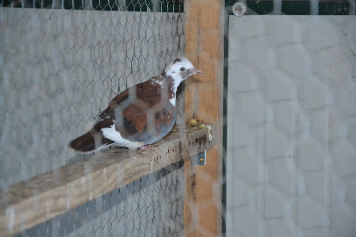 DSC_0087 - TURTURELE SENEGAL-SENEGAL DOVE