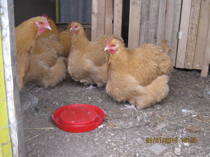  - G ORPINGTON GALBEN