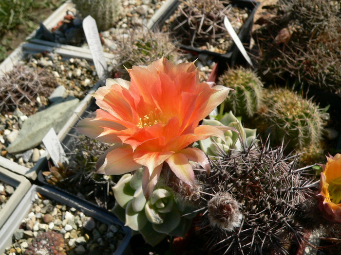 echinopsis_hb.fl. - genul Echinopsis