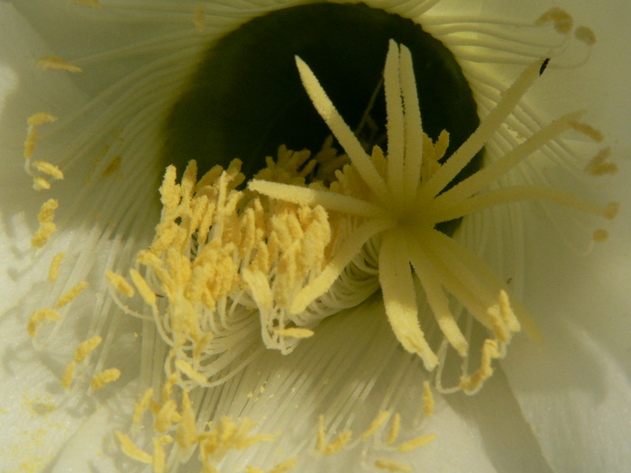 echinopsis_fl.macro - genul Echinopsis