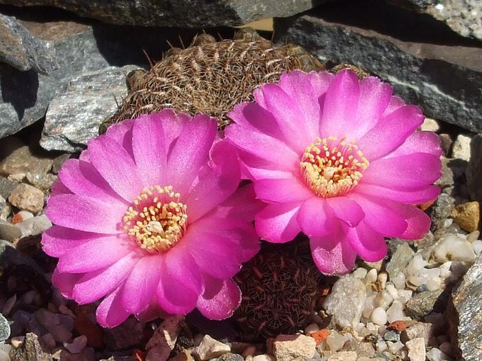 Sulcorebutia augustinii - Cactusi 2014