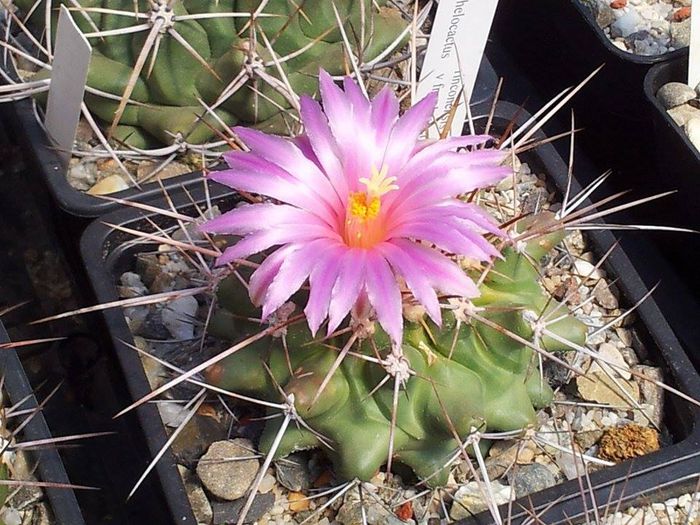 Thelo rinc. freudenbergeri - Cactusi 2014