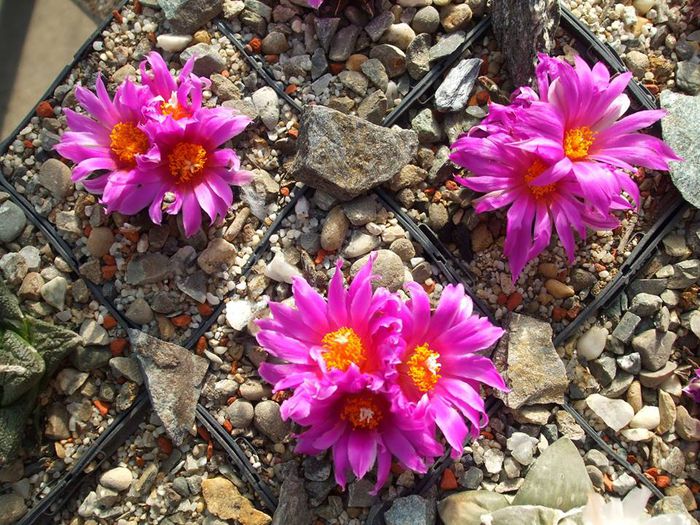 Ariocarpus agavoides 3 - Cactusi 2014