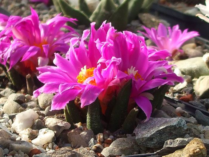 Ariocarpus agavoides - Cactusi 2014