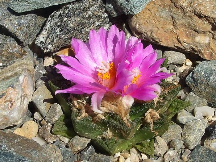 Ariocarpus fissuratus var. hintonii  1 - Cactusi 2014