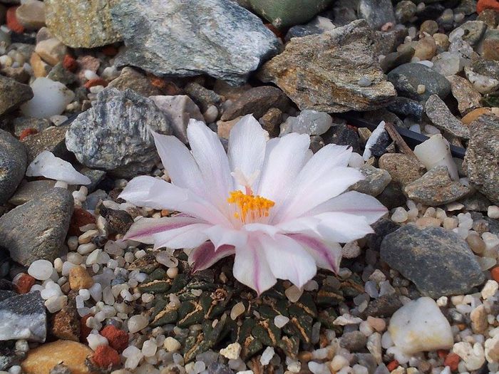 Ariocarpus kotschoubeyanus v. albiflora . - Cactusi 2014