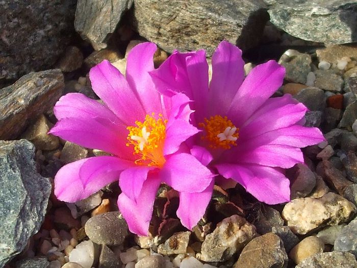 Ariocarpus kotschoubeyanus var. elephantidens .