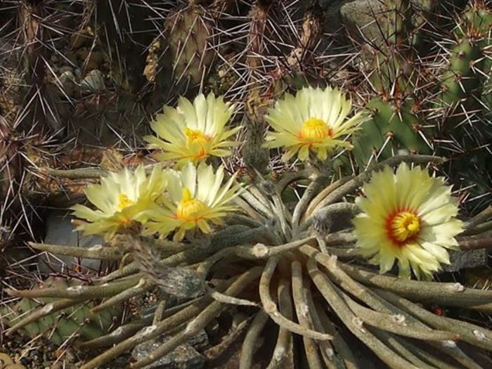digito - Cactusi 2014