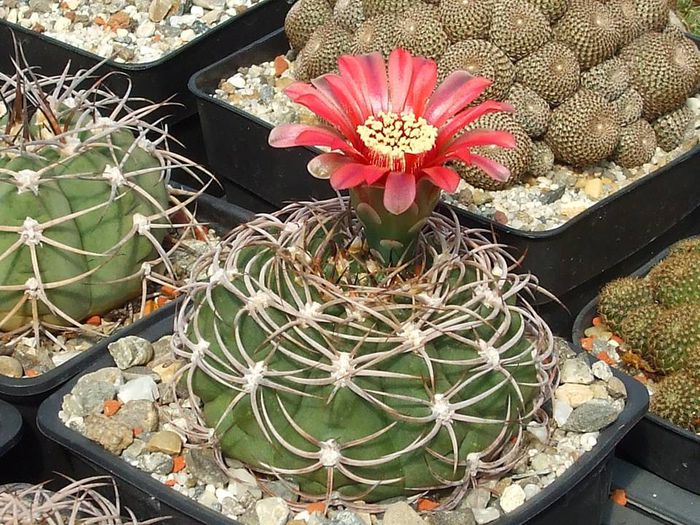 Gymnocalycium carminanthum B.K.S.- 113 Los Angeles , Sierra Ambato