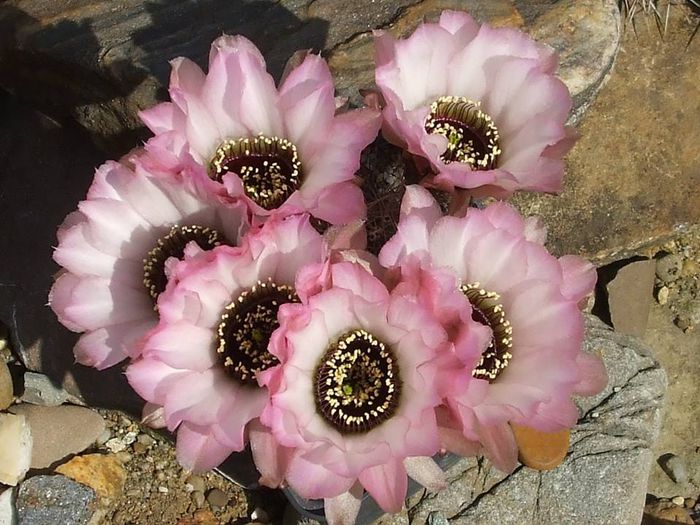 Lobivia jajoiana cv. anemone