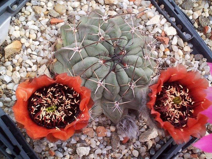 Lobivia jajoiana ssp paucicostata f. glauca