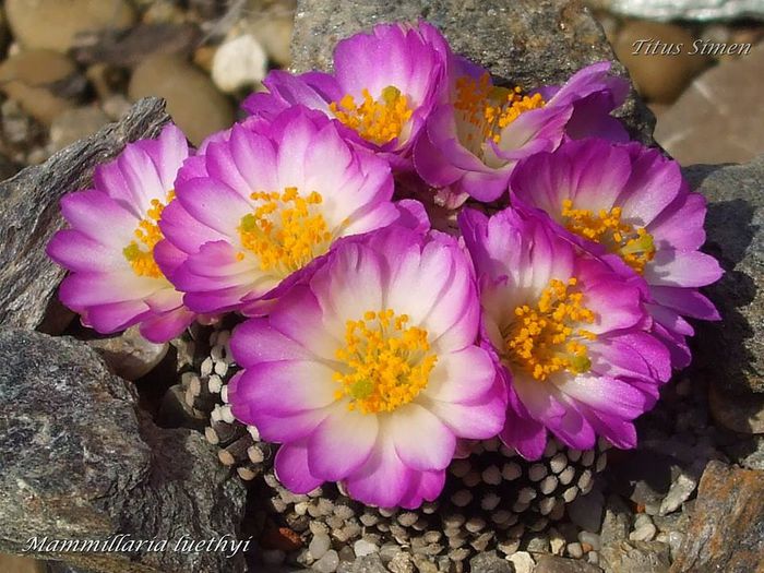 Mammillaria luethyi - 03.04.2014