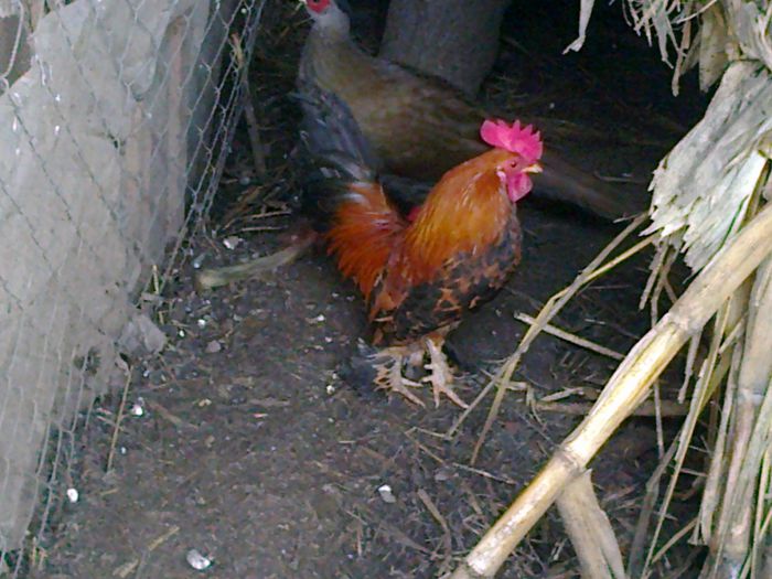 Fotografie2148 - N GAINI PITUCE