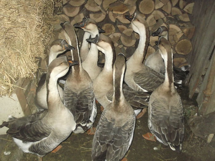 yonchesint lahoretobosari 001 - aaaaaaaaaaaaa