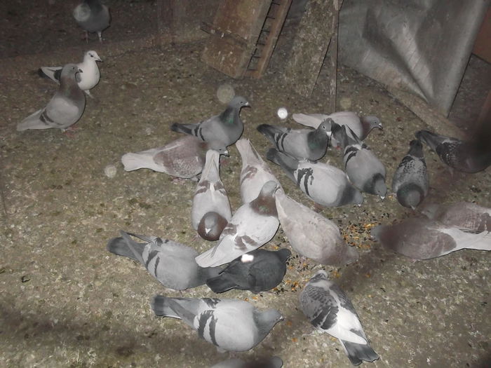 yonchesint lahoretobosari 005 - aaaaaaaaaaaaa