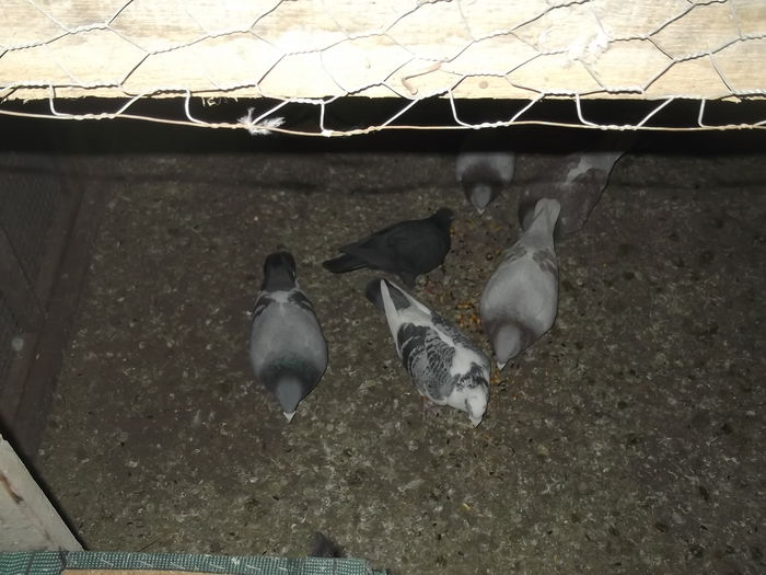 yonchesint lahoretobosari 007 - aaaaaaaaaaaaa