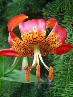 lilium-pardalinum pl.