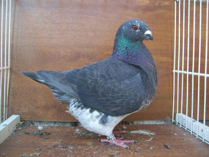 matey - ARHIVA   AMERICANI   VINDUTI