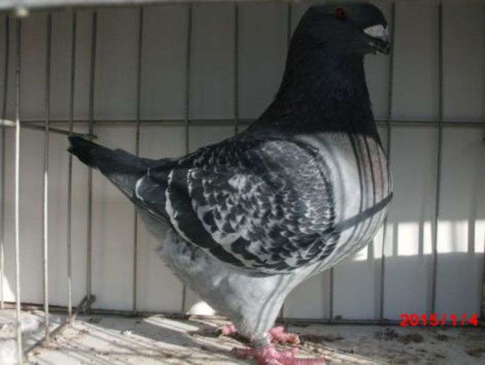 2014 MASC 16366 H 250 Rez augustin