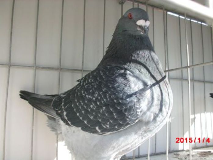 2014 MASC 3124 H 250 Rez