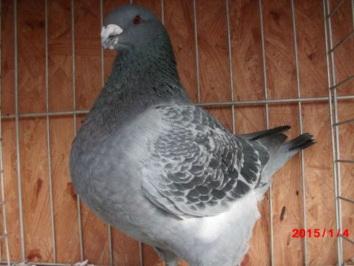 2014 MASC 3090 H 250 Rez matey\