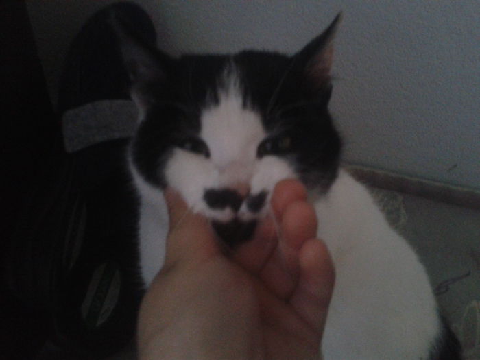 Pisi-o noua "surioara" pt Nuria...