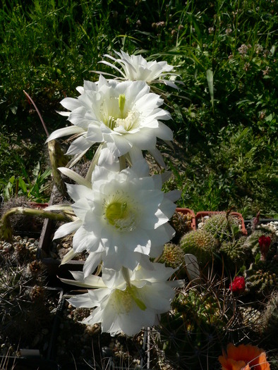 echinopsis_kratochviliana - genul Echinopsis