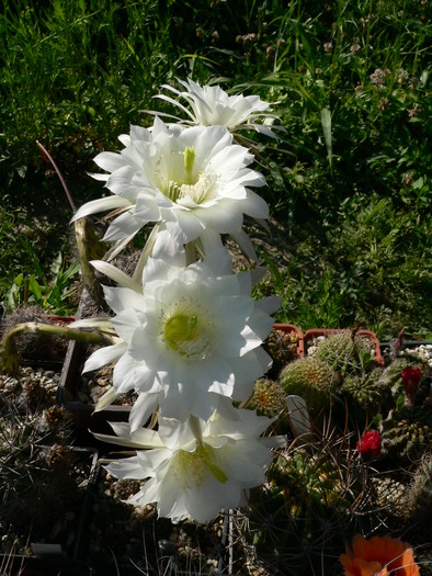 echinopsis_kratochviliana