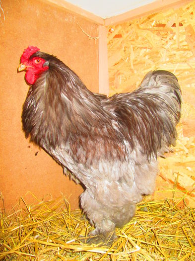 IMG_4006; cod inel - 102
