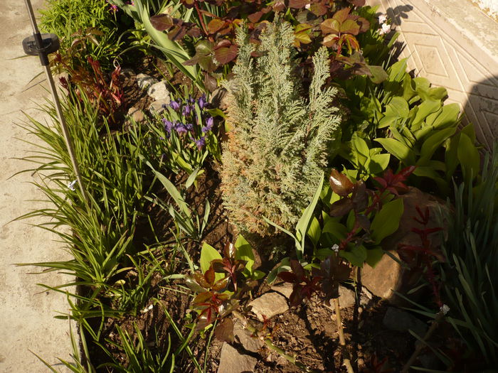 Picture 079; plantele la anceput de aprilie
