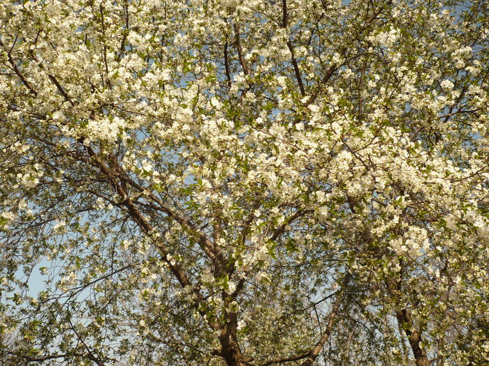 Picture 082 - gradina mea