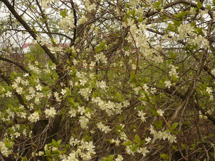 Picture 113 - gradina mea