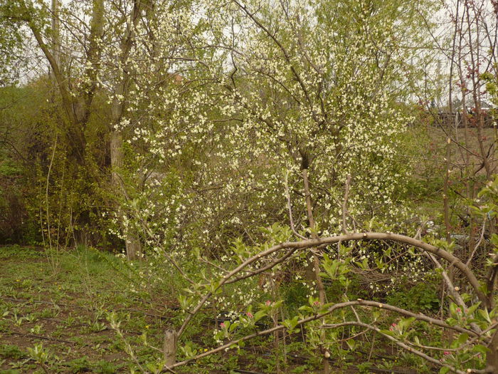 Picture 115 - gradina mea
