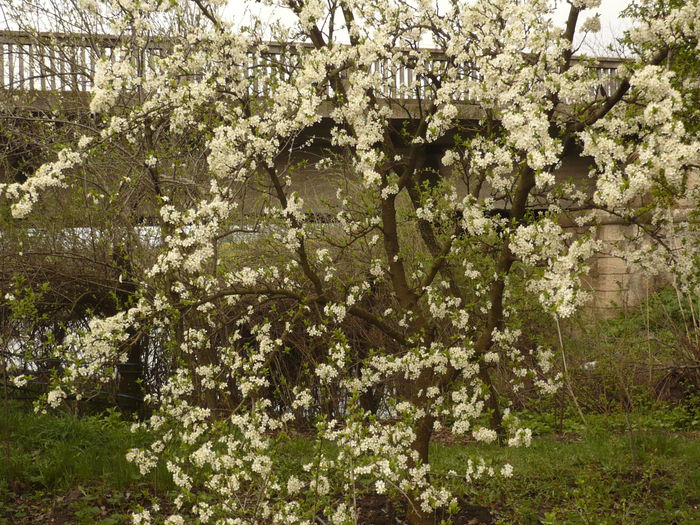 Picture 117 - gradina mea