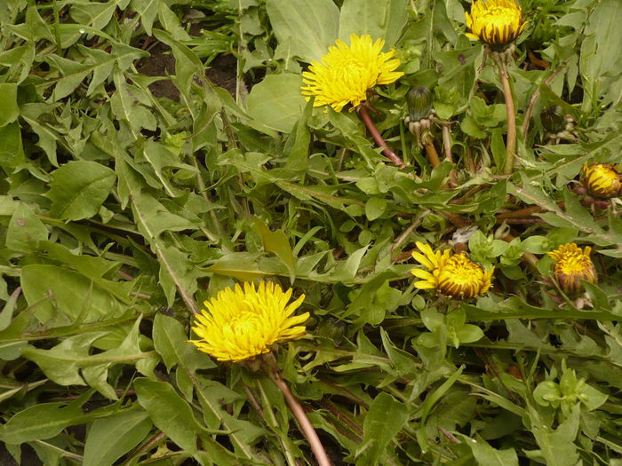 Picture 123 - gradina mea