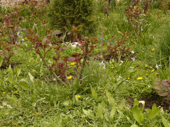 Picture 124 - gradina mea