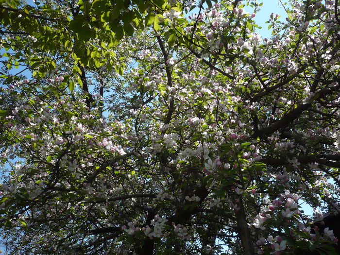 Picture 138 - gradina mea