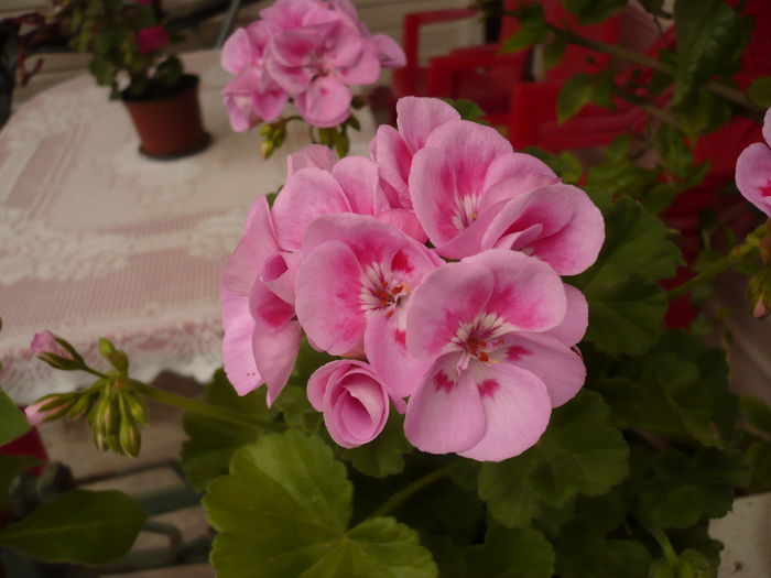 Picture 190 - gradina mea