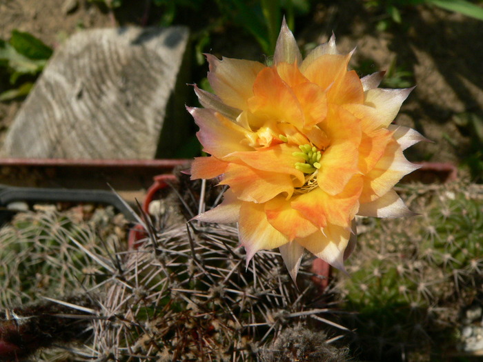 echinopsis_hibrid - genul Echinopsis